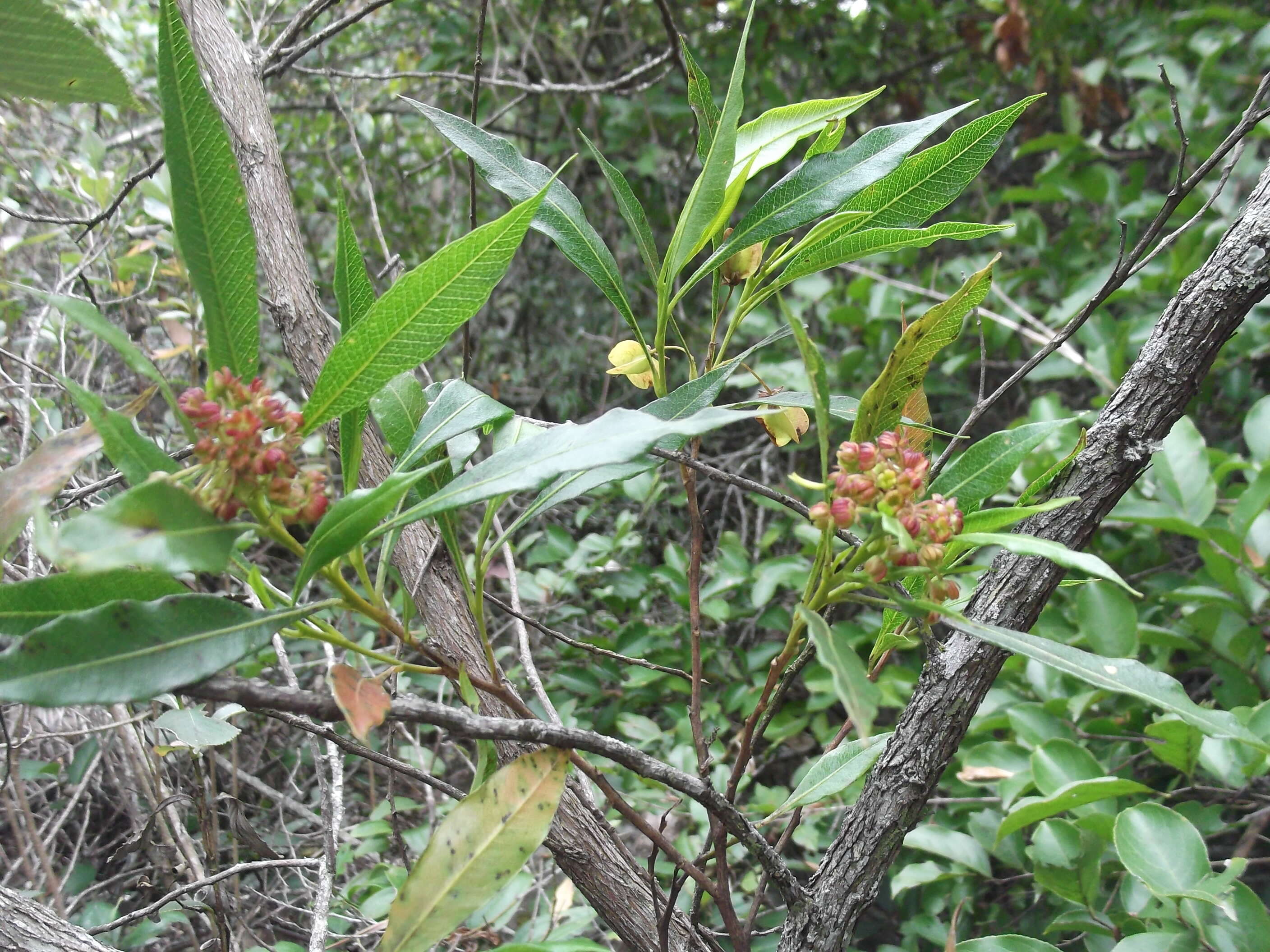 Image de Dodonaea viscosa subsp. angustifolia (L. fil.) J. G. West