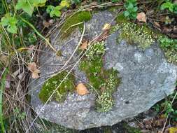 Image of cup lichen