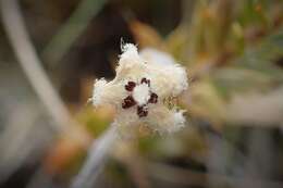 Image of Leucopogon fraseri A. Cunn. ex DC.