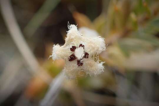 Image of Leucopogon fraseri A. Cunn. ex DC.