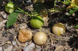 Physalis longifolia Nutt. resmi