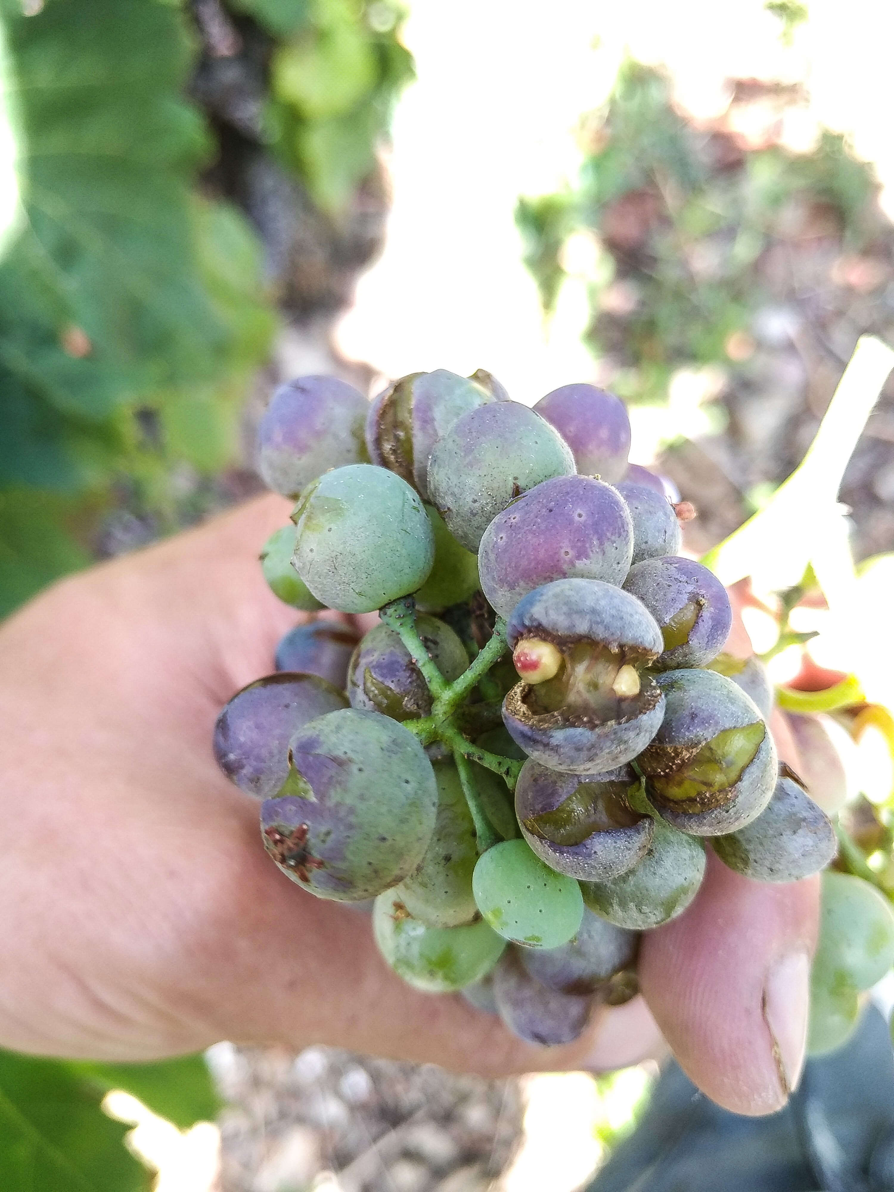 Image of Grape Powdery Mildew