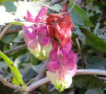 Image of Ipomoea bracteata Cav.