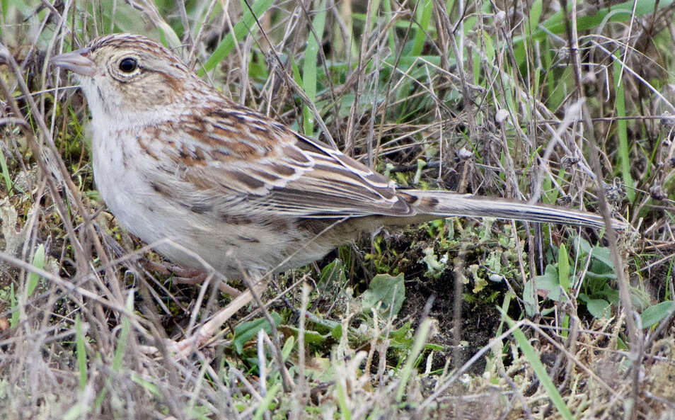 Image of Cassin's Sparrow