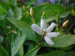 Image de Scaevola gaudichaudiana Cham.