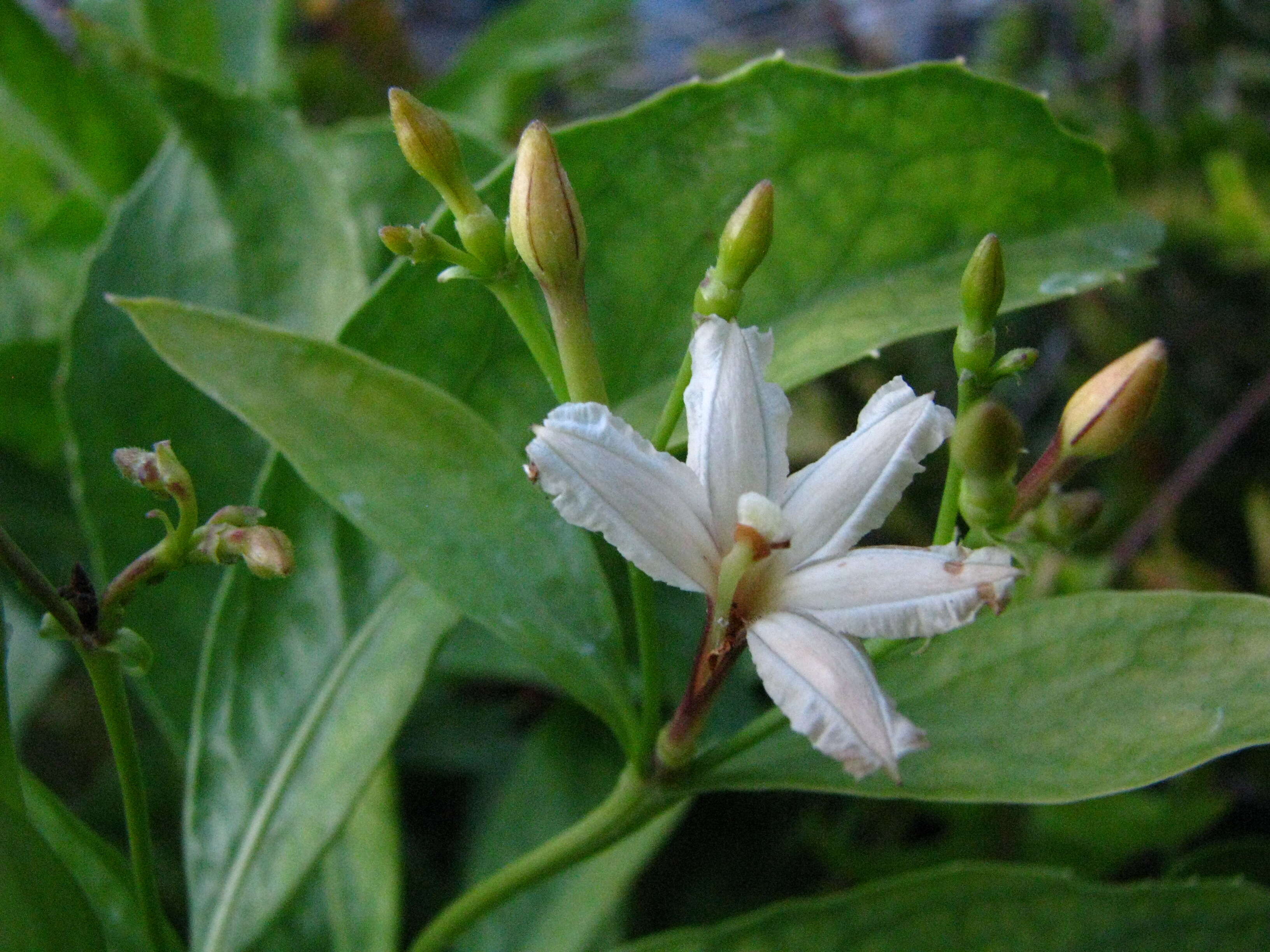 Image of mountain naupaka