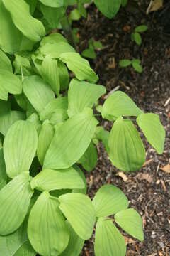 Image of largeflower bellwort