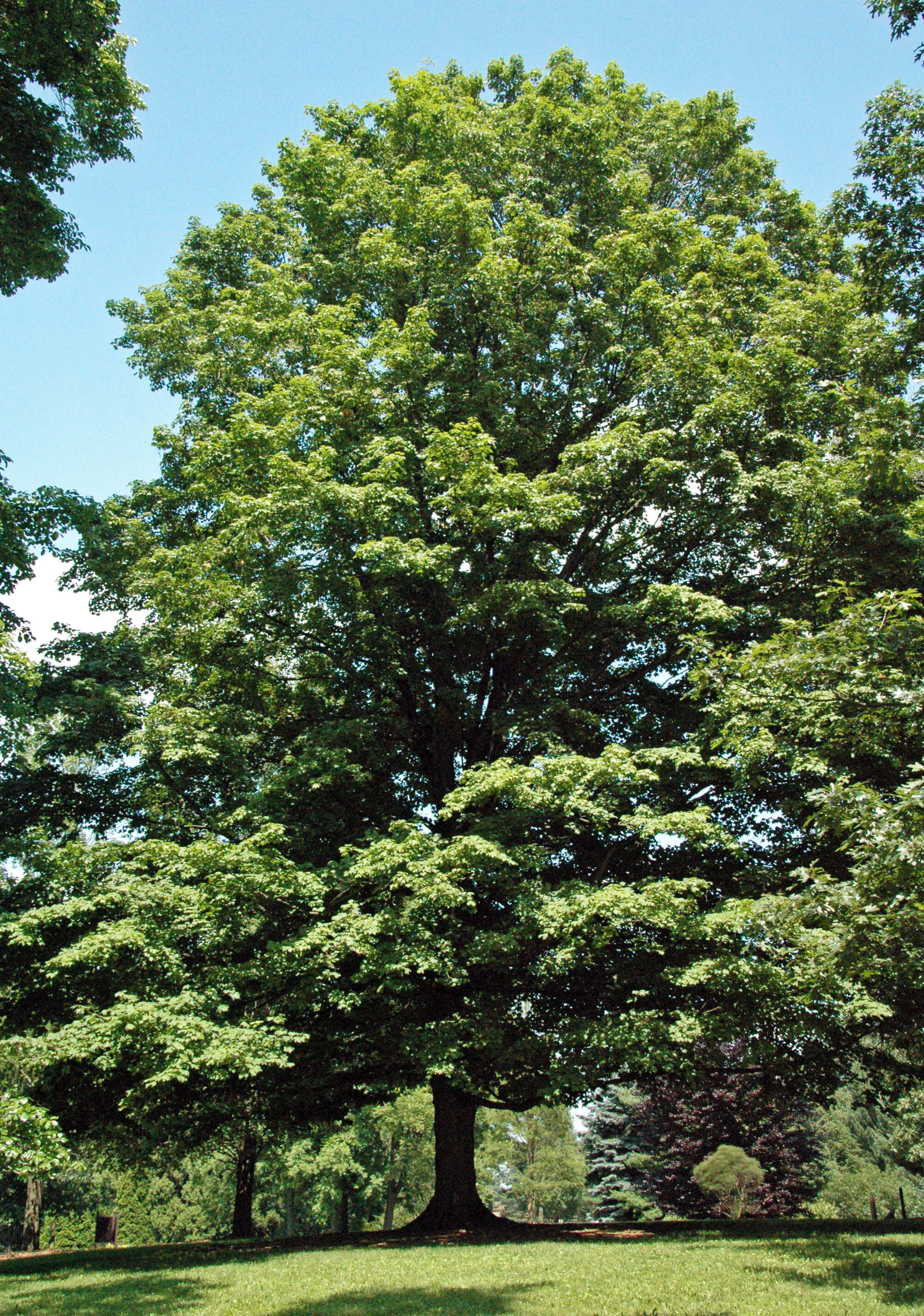 Image of sugar maple