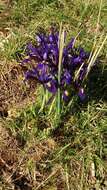 Image of Iris reticulata M. Bieb.