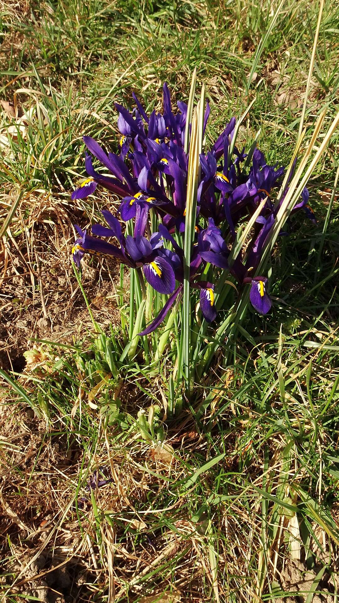 Image of Iris reticulata M. Bieb.