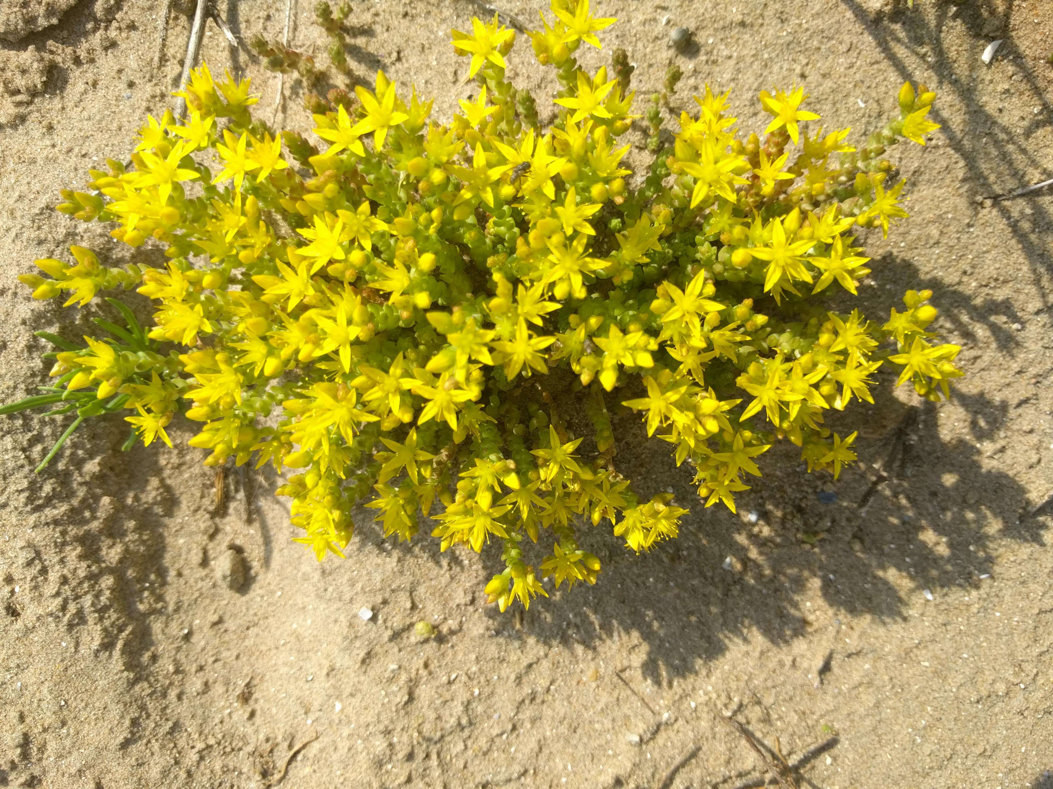 Image of Biting Stonecrop