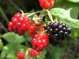 Imagem de Rubus allegheniensis Porter