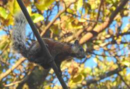 Image of Variegated Squirrel