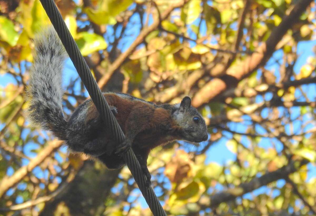 Image of Variegated Squirrel