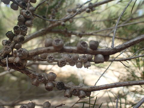 Image of Melaleuca trichostachya Lindl.