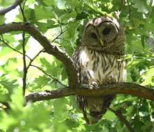 Image of Barred Owl