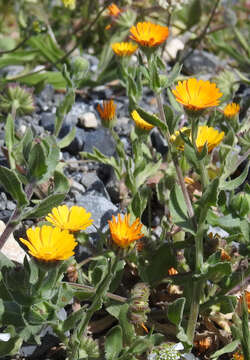 Image of field marigold