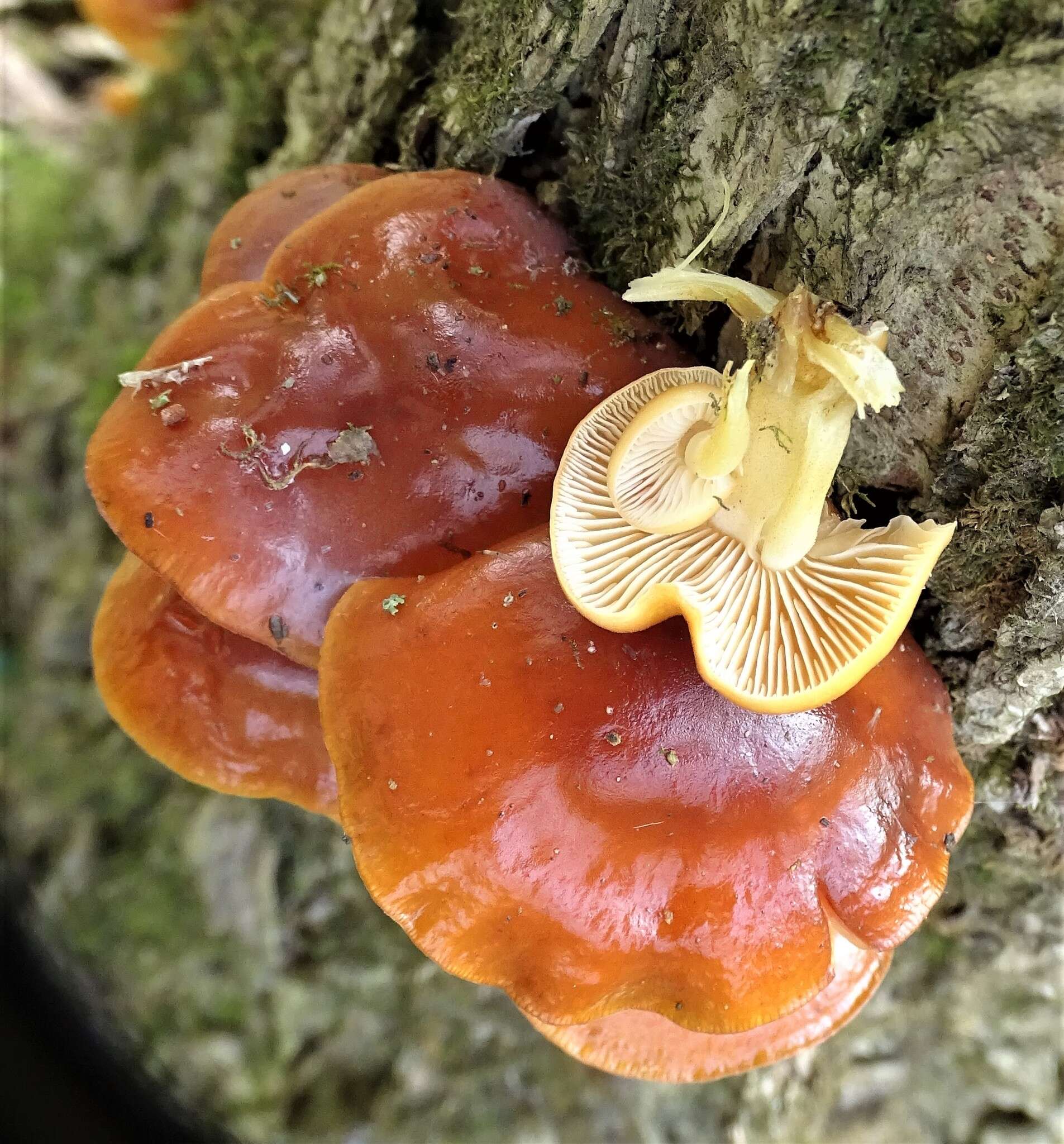 Plancia ëd Flammulina velutipes (Curtis) Singer 1951