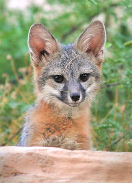 Image of Grey Foxes