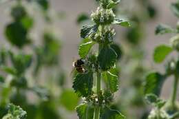 Image of horehound