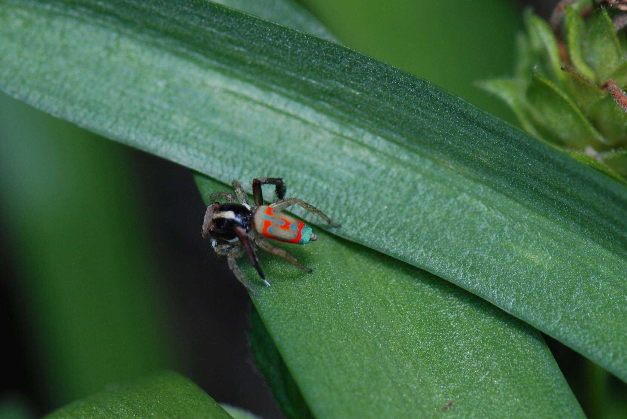 Image of Peacock spider