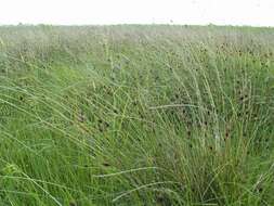 Image of Black Bog-rush