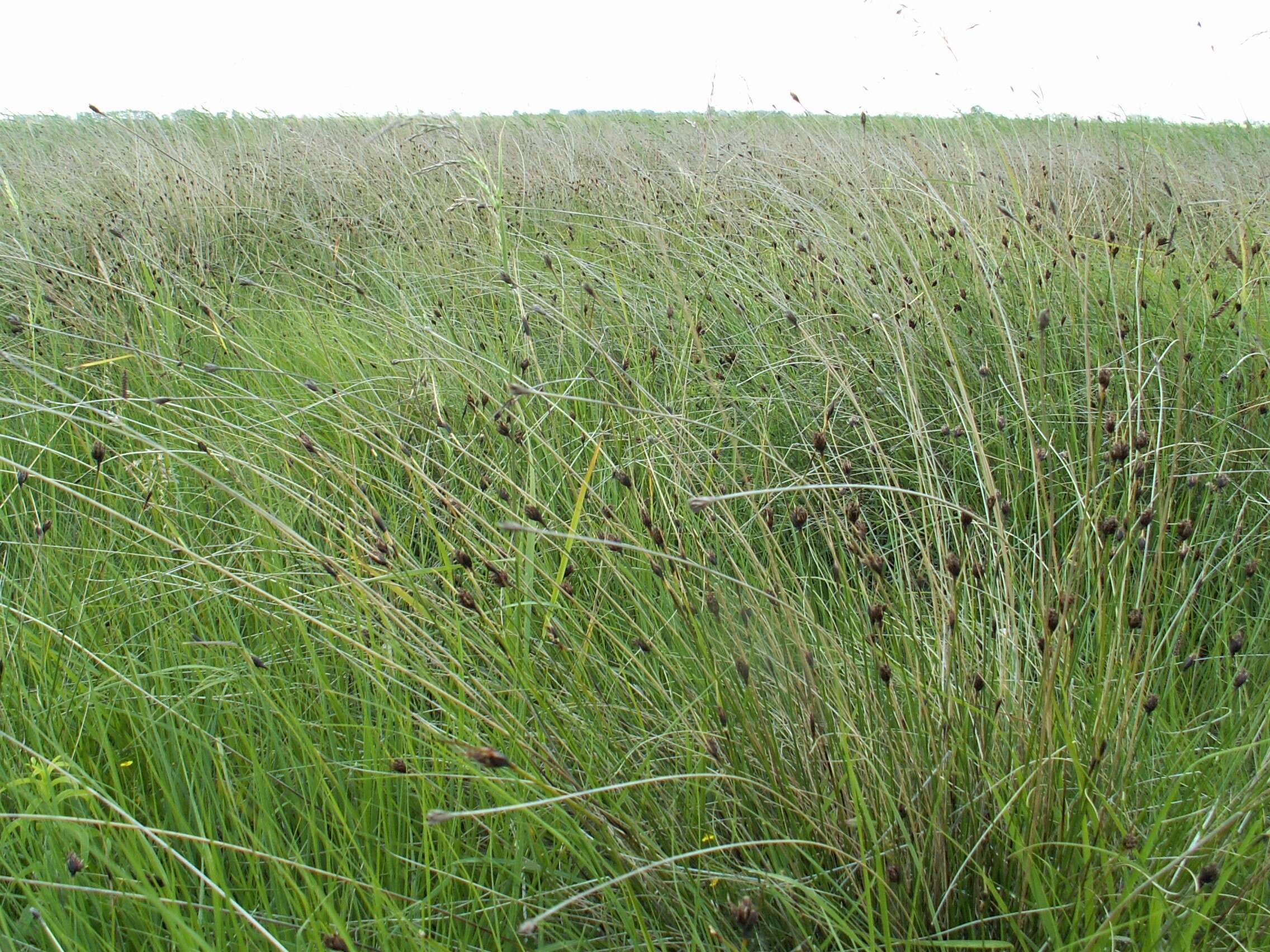 Image of Black Bog-rush