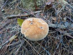 Image of Rooting Polypore