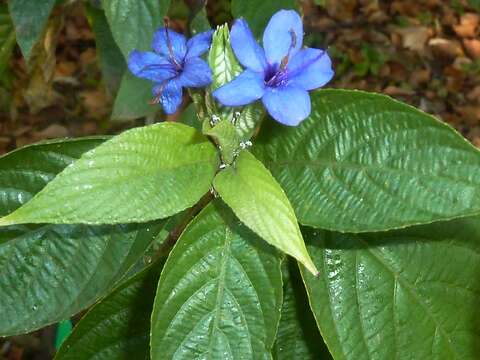 Image of blue-sage