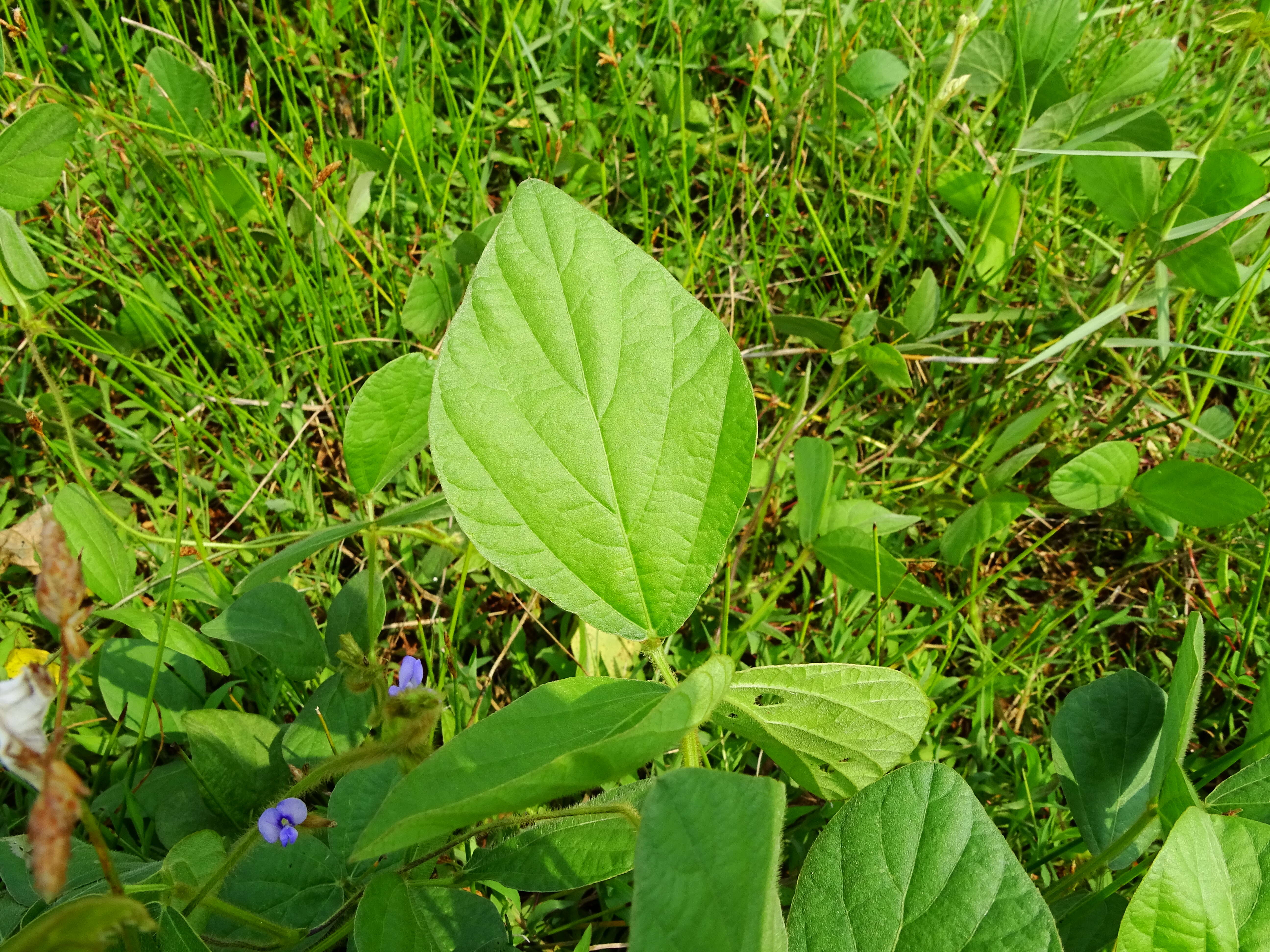 Imagem de Calopogonium mucunoides Desv.