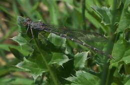 Image of Sooty Dancer