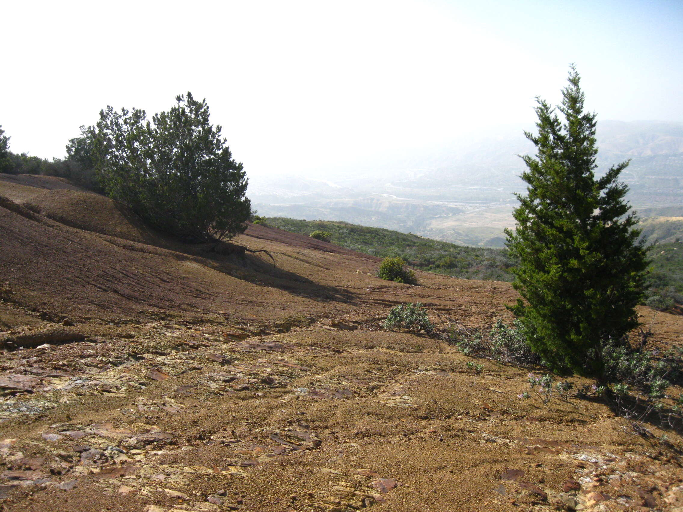 Cupressus guadalupensis var. forbesii (Jeps.) Little resmi