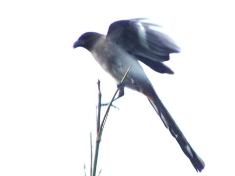 Image of Grey Treepie