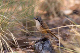 Image of Carpentarian Grasswren