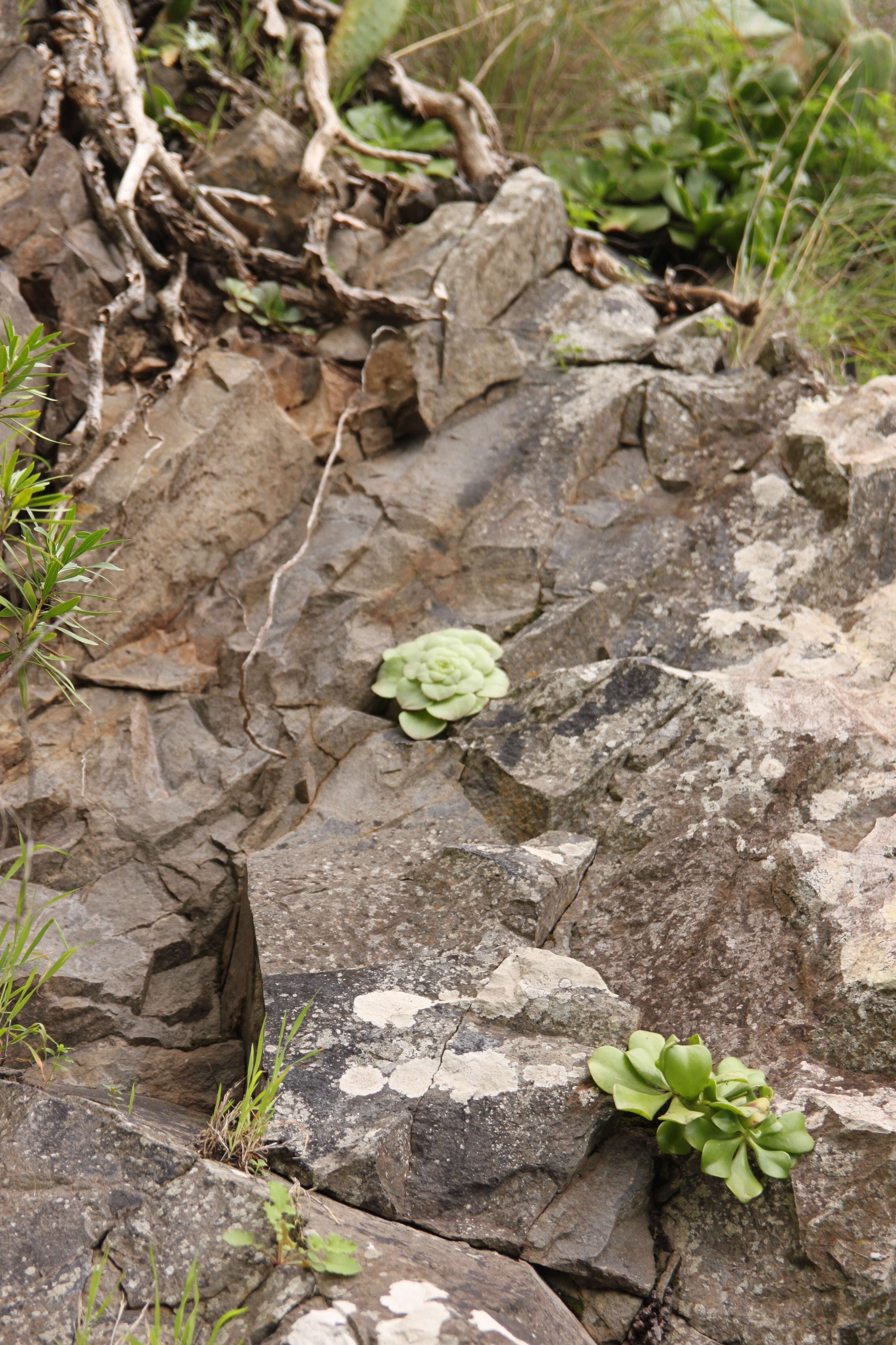 Image of Aeonium glandulosum (Ait.) Webb & Berth.