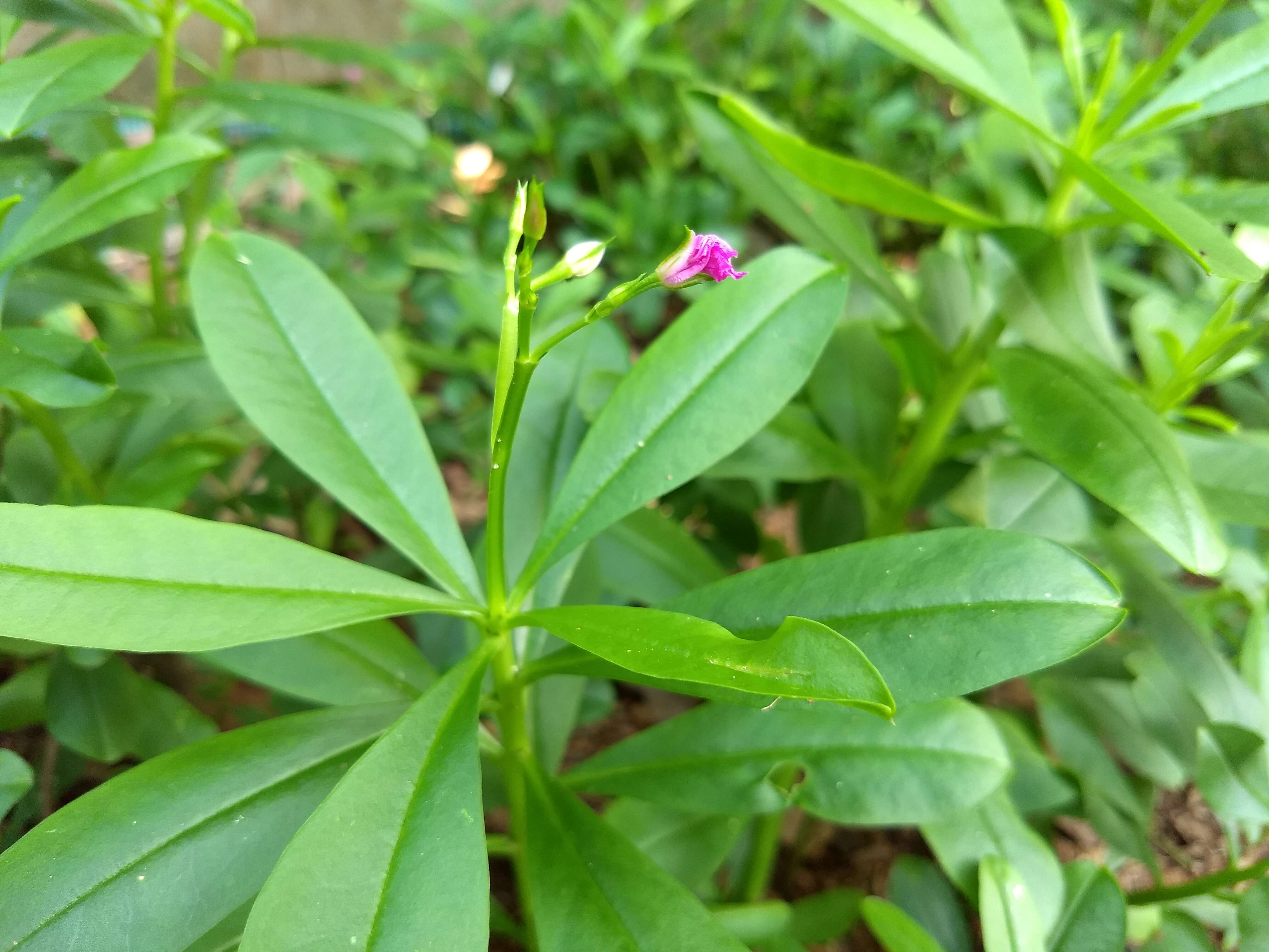 Image of Ceylon spinach