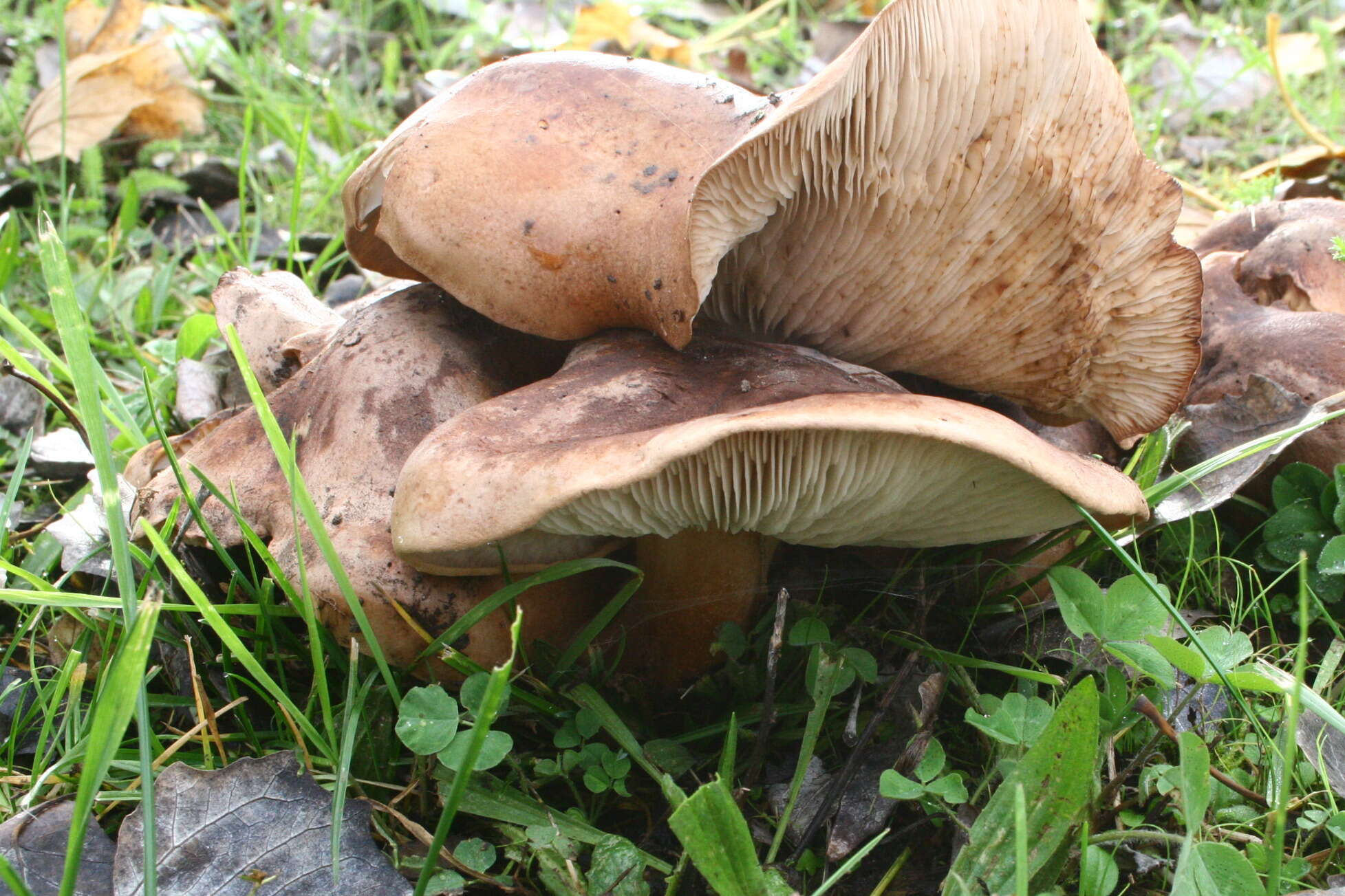 Image of Tricholoma populinum J. E. Lange 1933