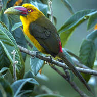 Image of Saffron Toucanet