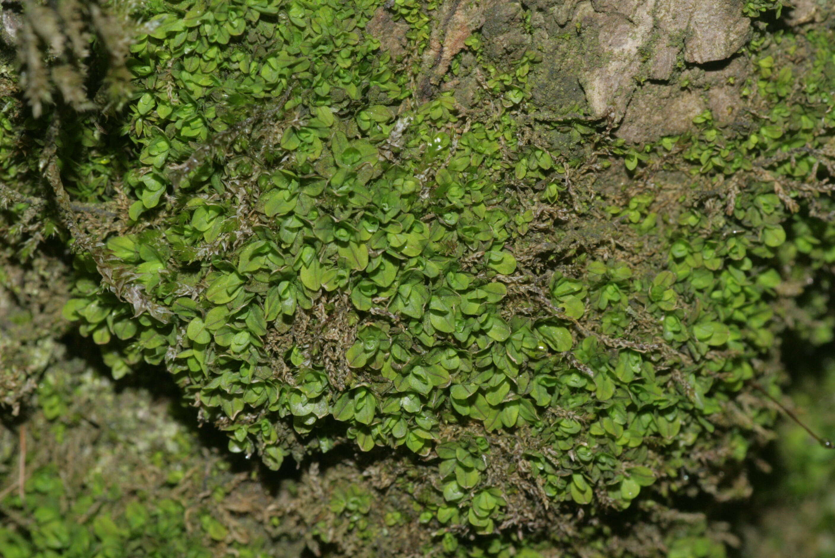 Image of Wideleaf Tortula Moss