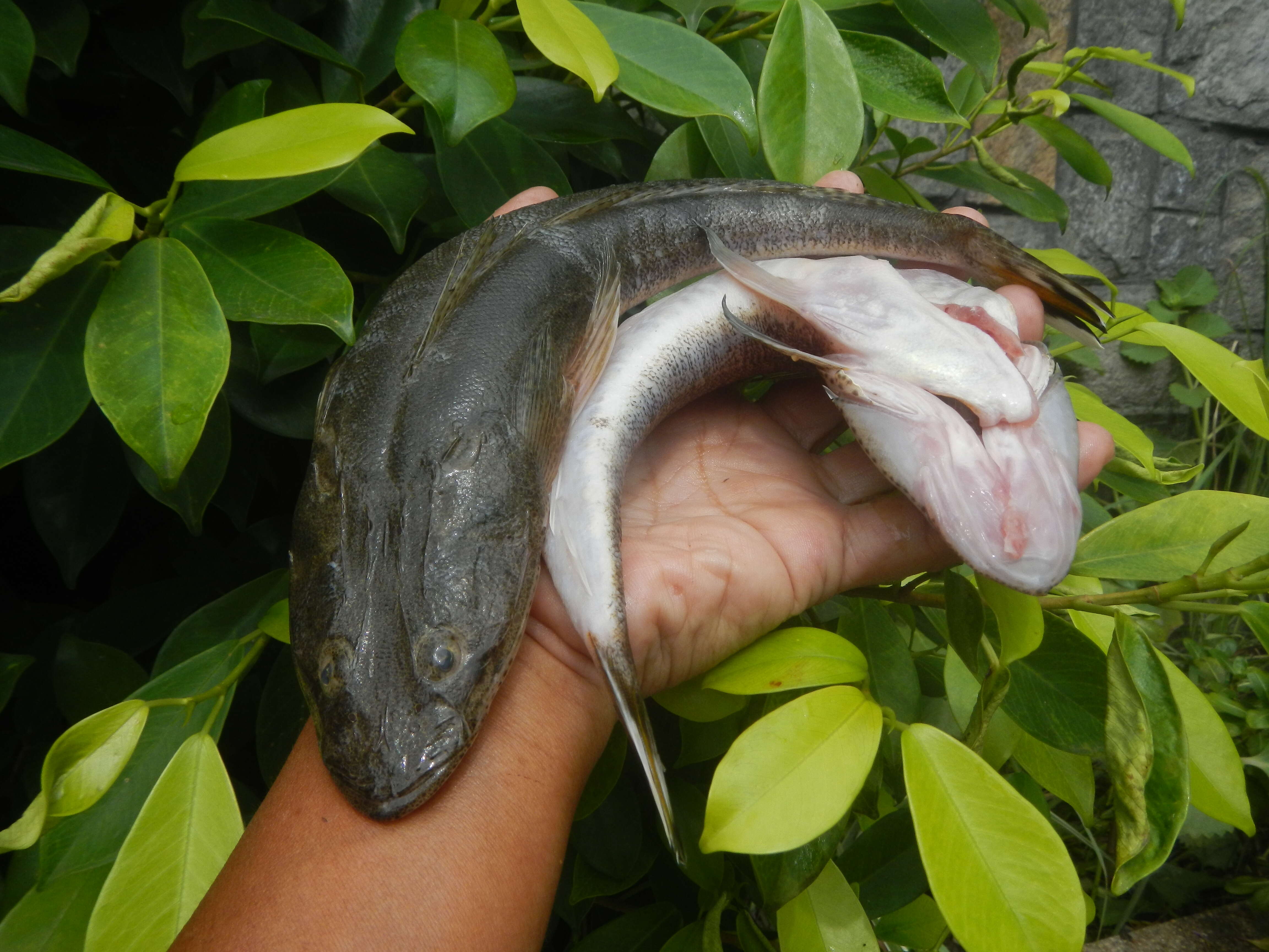 Image of Bar-tailed Flathead