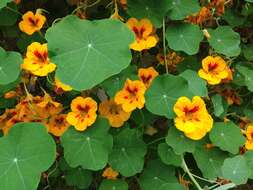 Image of nasturtium