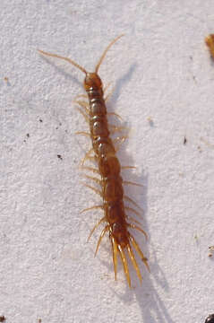 Image of Lithobius subgen. Sigibius Chamberlin 1913