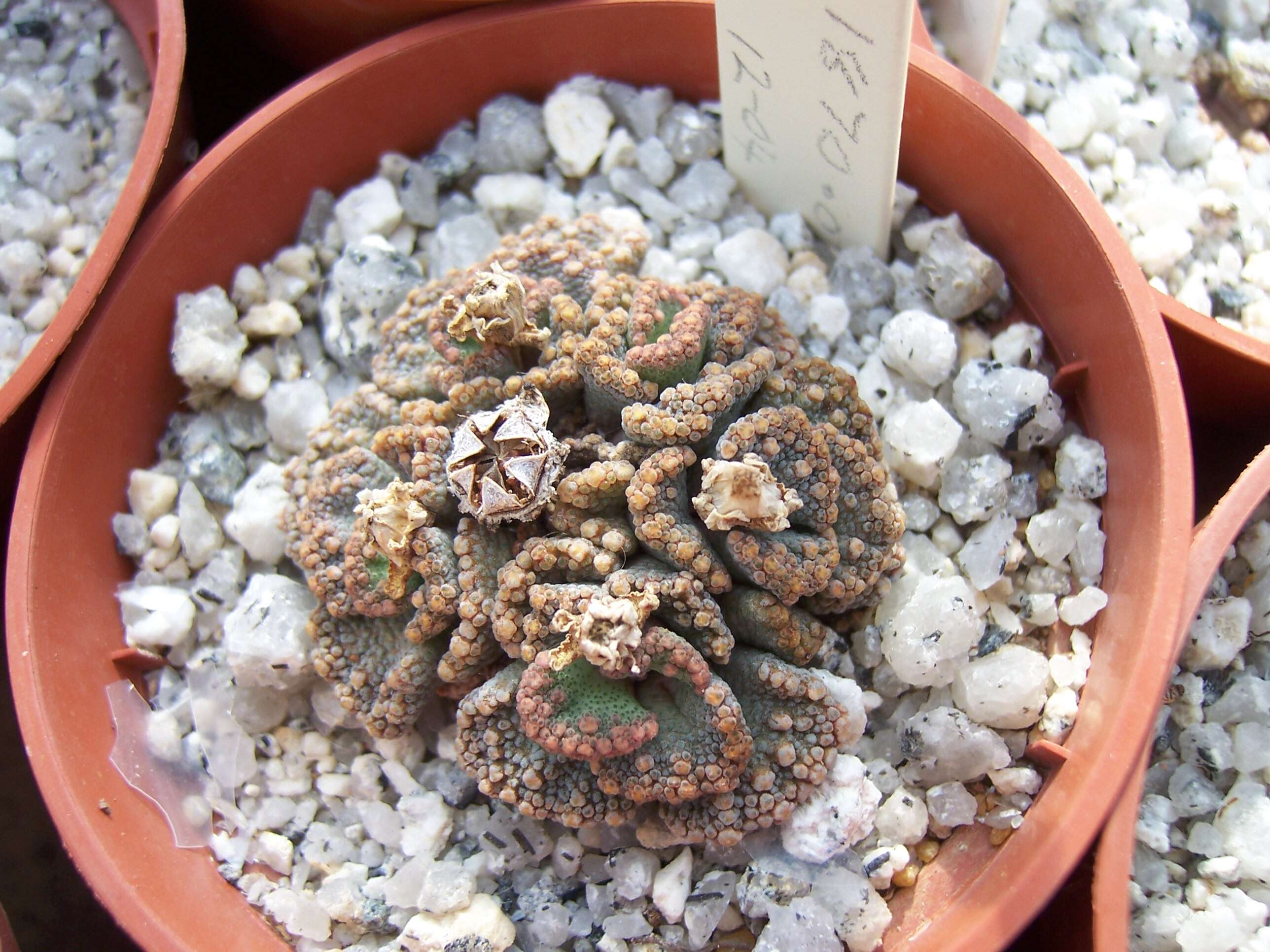 Image of Titanopsis calcarea (Marloth) Schwant.