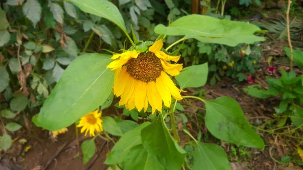 Image of common sunflower