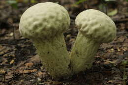 Imagem de Lycoperdon excipuliforme (Scop.) Pers. 1801