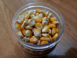 Image of corn