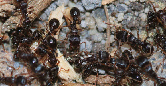 Image of Tetramorium immigrans