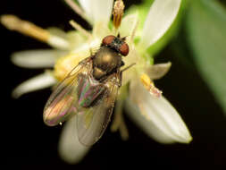 Image of leaf-mining flies