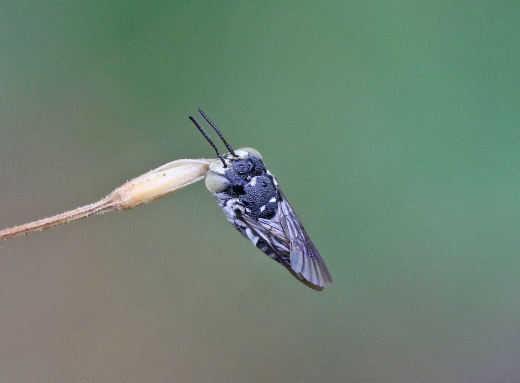 Image of Cuckoo-leaf-cutter Bees