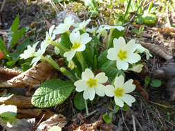 Image of Primrose